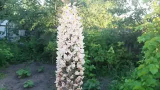 meditation music #naturesounds #meditation music