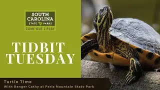 Turtle time at Paris Mountain