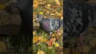 Осень моими глазами😍🍁