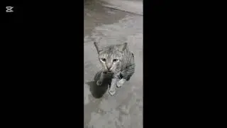 Cats found the parking cat say meow 😻  #cat