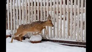 Косуля в гостях на берегу Байкала.