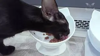 Black Oriental Cat Eats Pate