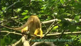 Squirrel monkey & baby - Saimiri sciureus boliviensis - Doodshoofdaapje