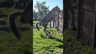 Конь выламывает забор, тяга к свободе.