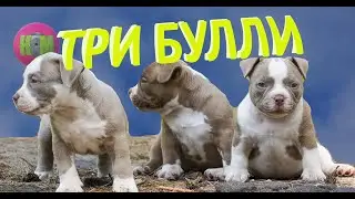ТРИ БУЛЛИ
