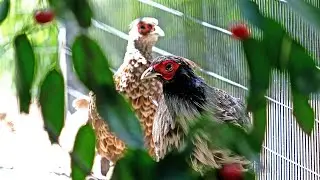 Спільна експозиція для врятованих птахів / Joint exhibition for rescued birds