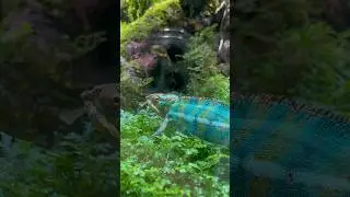 Хамелеон Чехов из Питерского океанариума #океанариумспб