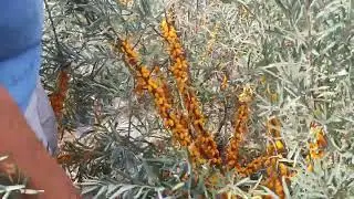 1 кг ягод с куста на второй год после посадки