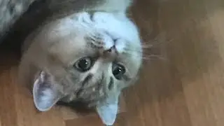 Моя кошка (часть 3)