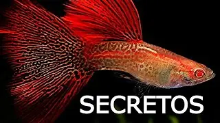 Curiosidades, misterios y secretos del pez Guppy