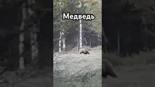 МЕДВЕДЬ ест Траву, как КОРОВА