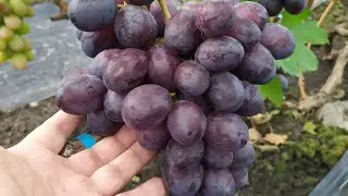 The Last Grapes in October 2025. Part 2