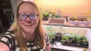 Seed starting set up 🍅🫑🧅🥦🥬