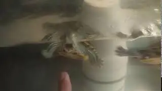 Черепахи быкуют, сука, откусывают пальцы