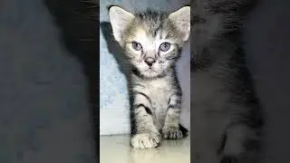 dede gercep nggak mau dikontenin