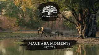 Botswana & Zimbabwe Safaris | Amazing Wildlife Sightings July 2025