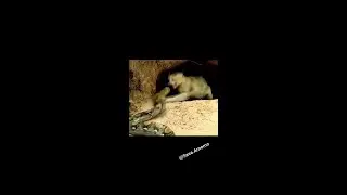 haa tom n jerry