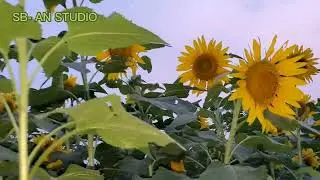 SB- AN STUDIO #sunflower #video