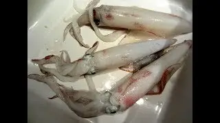 Mes Premiers Calamars de la Saison, enfin là !!! Calamar - Squid - Cuttlefish 