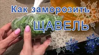 Как заморозить щавель на зиму. Заморозка щавля в домашних условиях