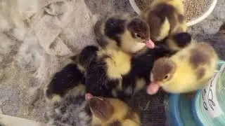 Утята из инкубатора