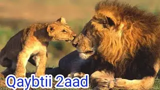 Boqortooyada libaaxa Qaybti 2aad !!