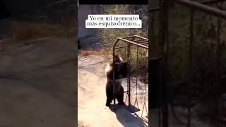 el oso trevi jajaja