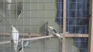 Why do parrots rush and fight at night in a cage? How does a cockatiel chick sing? Be careful wit...