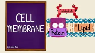 Cell Membrane | Plasma Membrane | Lipid Bilayer | Fluid Mosaic Model | Cell Biology