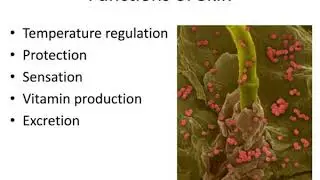 protection support locomotion