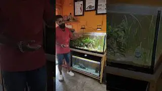 Live Plant Aquarium 9938454811 #farming #efarmingodisha