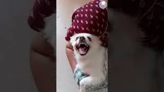 Hilarious Angry Dog Barking Sound and Expressions! 😡 |👿😠| 🤬 🥰🐶|| Cute Angry Puppy Barking Sound 🐕