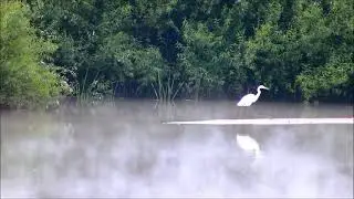 Серая и большая белая ЦАПЛИ. Birdwatching. Herons