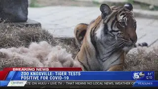 Tiger tests positive for COVID-19 at Zoo Knoxville