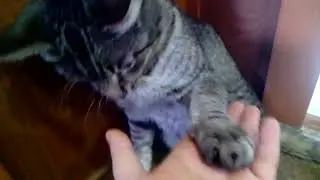 Шурик хулиганит