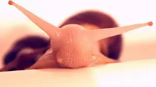 Ахатины Инь и Янь резвятся в ванной :)