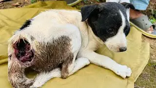Puppies Rescued Puppies Rescued With~maggot🥲🥲