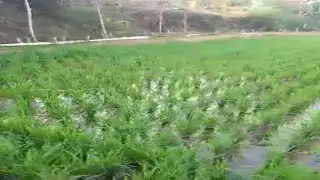 Pulang Ke Kampung Majalaya