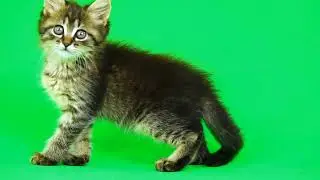 Cat Green Screen Video 🐈 Green Screen Cat