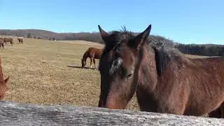 Sony FDR AX53 4K Camcorder Test Video and Configuration - Worthington Valley on a Sunny Day
