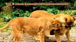 Wild 🦁Animals ||#wild of Kiratoon Wild||@KiratoonWildStory