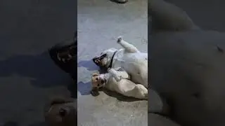 subscribe WOFWOF ♥️🙏♥️#puppy #puppies #puppylove #labrador