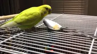 Parakeet Eating