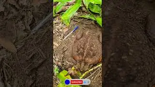 Record Huge Toad from Australia #toad #australia #funny