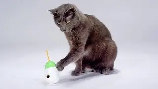 Cats Playing with the Fun New Friskies Pull ‘n Play Cat Treat Toy