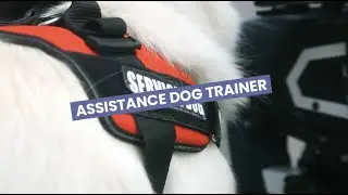 Discover Careers: Assistance Dog Trainer | Sortyourfuture