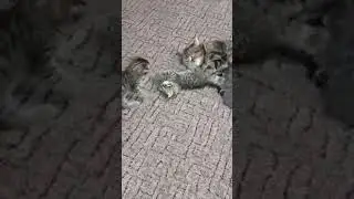 Кошачий день