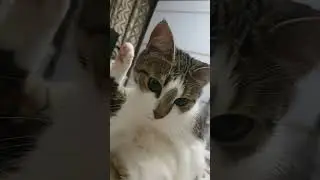 Кошка  #кошки #кошка #cat #cats #catshorts  #animals #motivation #tiktok #shorts  #reels #shortvideo