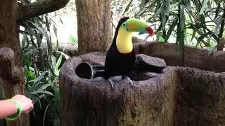 Toucan in Costa Rica - 2014