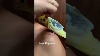 Наш Корелла